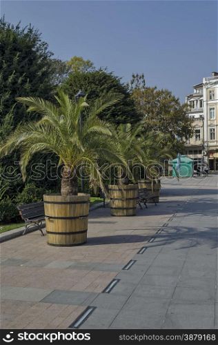 Plant pot with palm in Ruse garden, Bulgaria