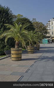 Plant pot with palm in Ruse garden, Bulgaria