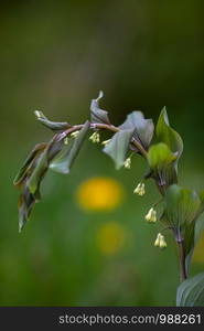 Plant salomon seal with lacewing on a leaf in front of blurred green background