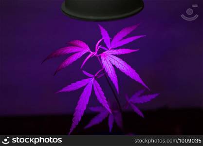 Plant sapling cannabis growing in pot with LED grow light