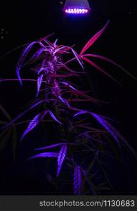Plant sapling cannabis growing in pot with LED grow light