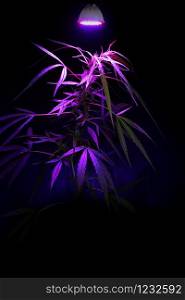 Plant sapling cannabis growing in pot with LED grow light at black background