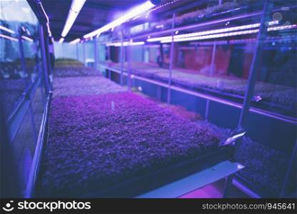 Plant seedlings in the closed system laboratory