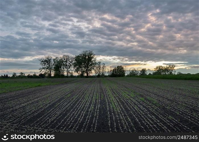 Plant seedlings in the field and evening sky, Zarzecze, Poland