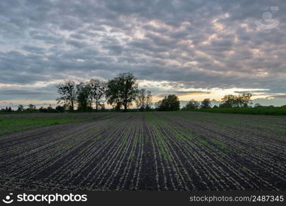 Plant seedlings in the field and evening sky, Zarzecze, Poland