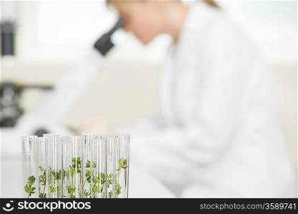 Plant Specimens in Test Tubes
