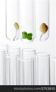 Plant sprout and seeds in test tubes. Plant sprouts in test tubes