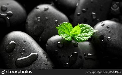 Plant sprout in pebbles background. Plant sprout in pebbles