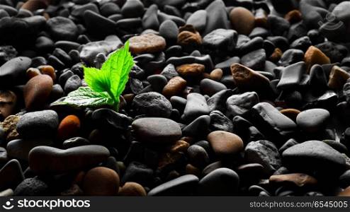 Plant sprout in pebbles background. Plant sprout in pebbles