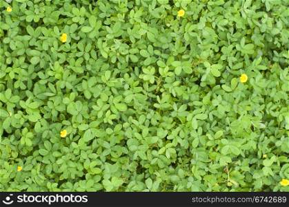 plant texture background with tiny leaves