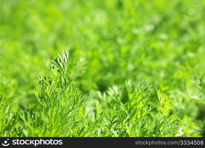 plant tops of carrots