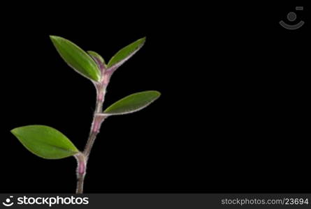 plant tree growing seedling in soil isolated on white background