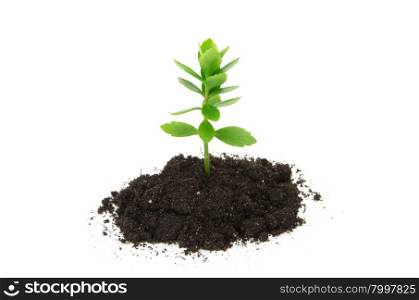 plant tree growing seedling in soil isolated on white background