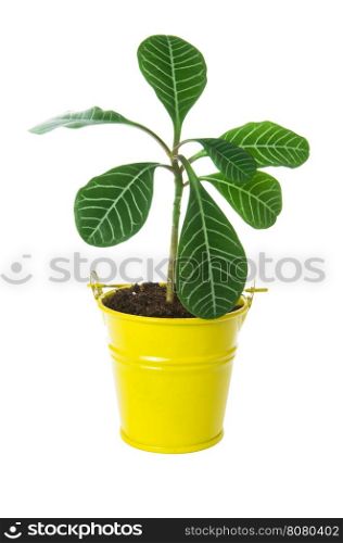 plant tree growing seedling in soil isolated on white background