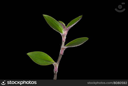 plant tree growing seedling in soil isolated on white background