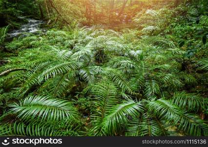 plant tropical fern forest / landscape nature green jungle fern tree with stream river from mountains