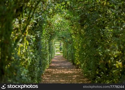 Plant Tunnel in the gardens of the Jardins de Marqueyssac in the Dordogne region of France
