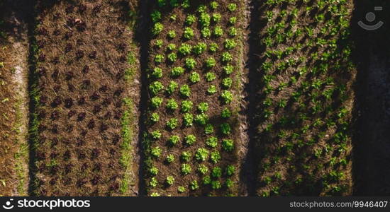 plant vegetables crop growing in the farm garden, Agricultural organic green food industry production of salad lettuce on field, top view scene from drone