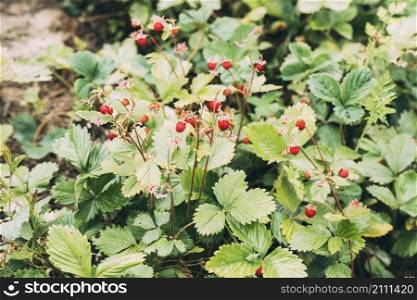 plant wild strawberry