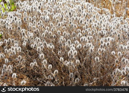 Plant with dense white hairs, Israel