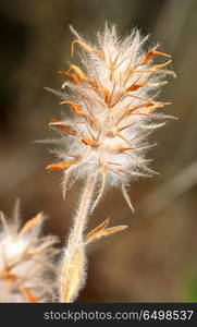 Plant with dense white hairs, Israel