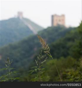 Plant with Jinshanling to Simatai section of Great Wall Of China in the background, Miyun County, Beijing, China