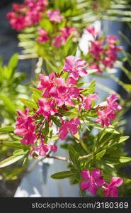 Plant with pink flowers growing beside white picket fence.