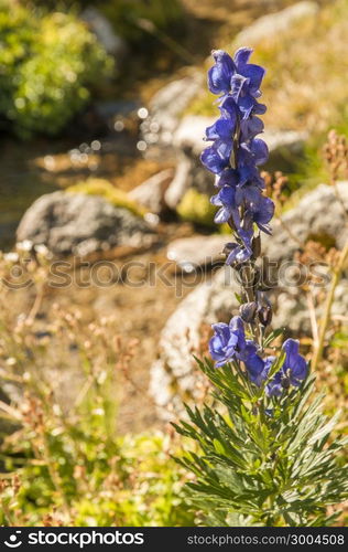 plant with purple flower with the river behind