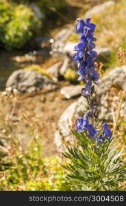 plant with purple flower with the river behind