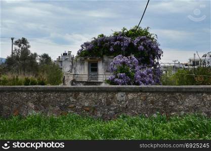 Plant with purple flowers growing on abandoned house. Stone wall and green grass under april sky.