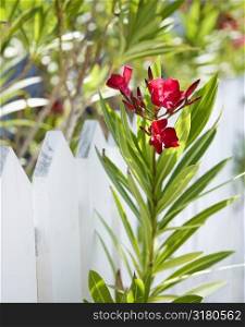 Plant with red flowers growing beside white picket fence.