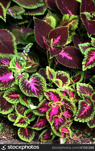 plant with red leaves Coleus