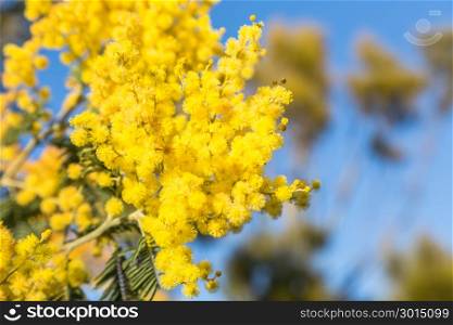 plant with yellow flower of mimosa for season spring holidays