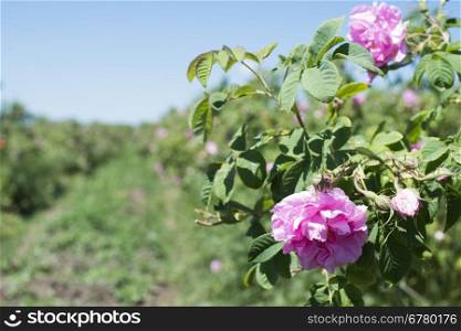 Plantation crops roses. Roses used in perfume industry.