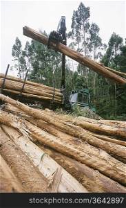 Plantation Eucalyptus (bluegum) trees being harvested for woodchipping
