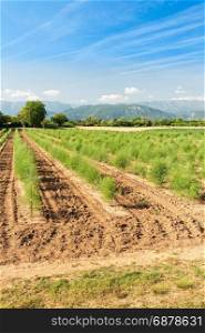 Plantation of asparagus. Panoramic view with asparagus field,mountauns, sky and clouds. Agriculture landscape.