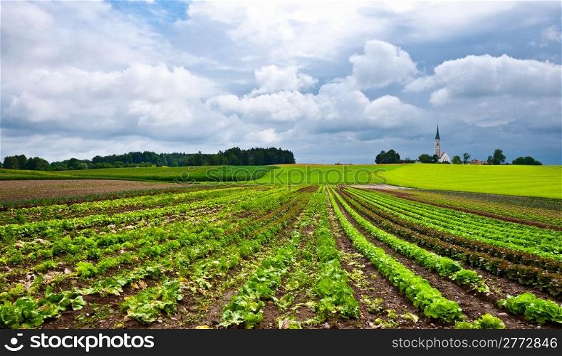 Plantation of Cabbage and Church on the Hill in Bavaria, Germany