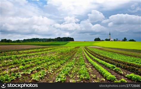 Plantation of Cabbage and Church on the Hill in Bavaria, Germany