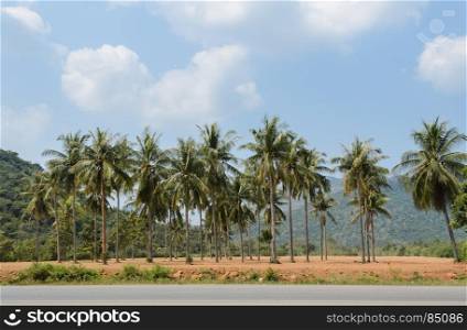 Plantation of coconut palm trees alongside of countryside road