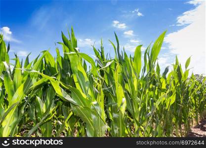 plantation of corn in the Argentine countryside