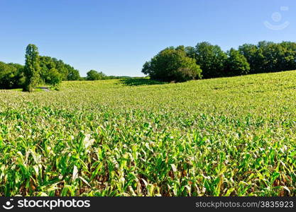 Plantation of Corn in the French Limousen