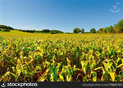 Plantation of Corn in the French Limousen
