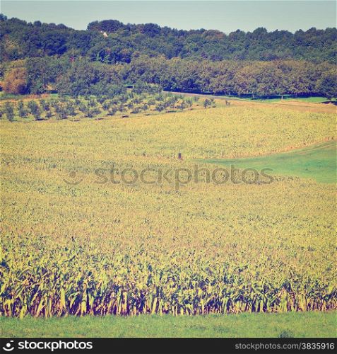 Plantation of Corn in the French Limousen, Instagram Effect