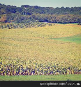 Plantation of Corn in the French Limousen, Instagram Effect