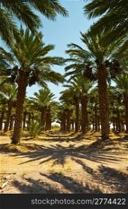 Plantation of Date Palms in the Jordan Valley, Israel