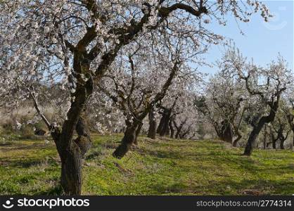 Plantation of Flowering Almond in Early Spring in Spain