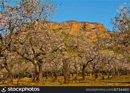 Plantation of Flowering Almonds on a Background of Rocks in the Spanish Pyrenees