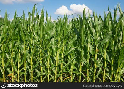 Plantation of Fodder Corn in Southern Bavaria, Germany