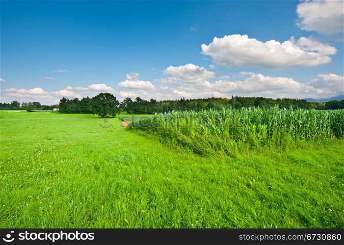 Plantation of Fodder Corn in Southern Bavaria, Germany
