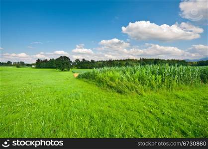 Plantation of Fodder Corn in Southern Bavaria, Germany